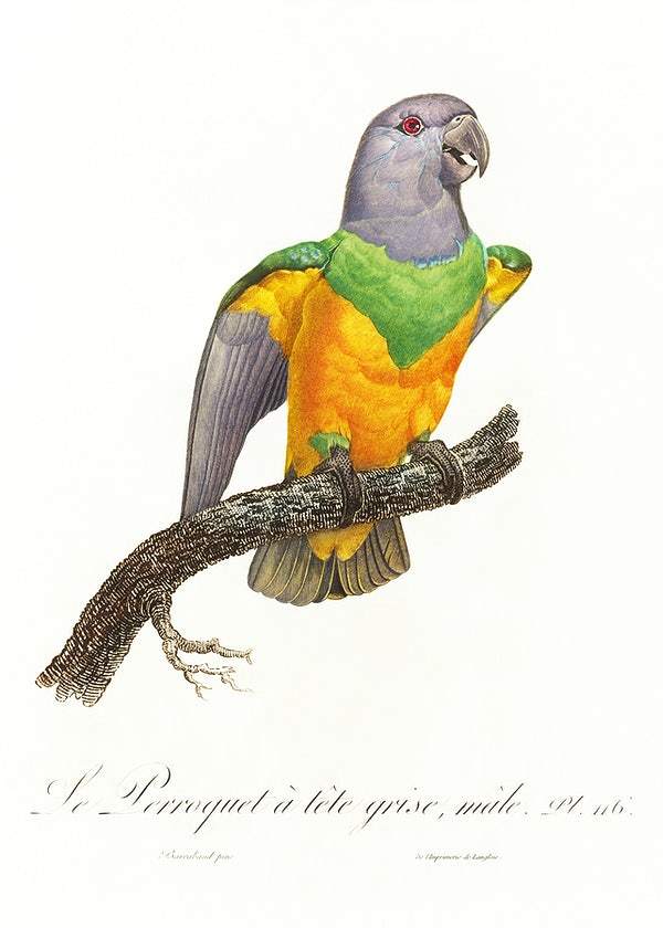 Senegal Parrot by Francois Levaillant (1801-05)