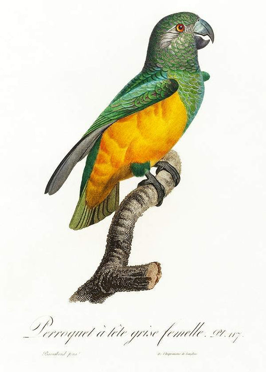 Senegal Parrot by Francois Levaillant (1801-05)