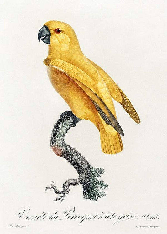 Senegal Parrot by Francois Levaillant (1801-05)