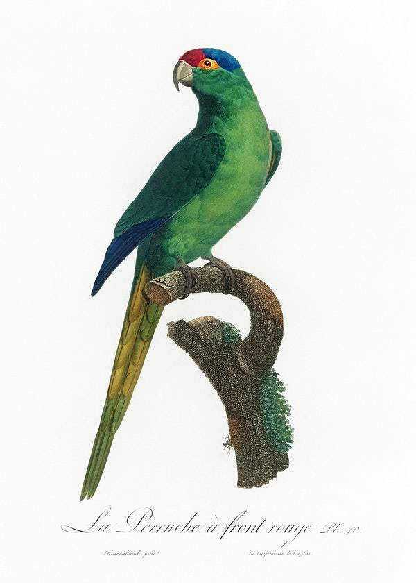 The Red-Crowned Parakeet by Francois Levaillant (1801-05)