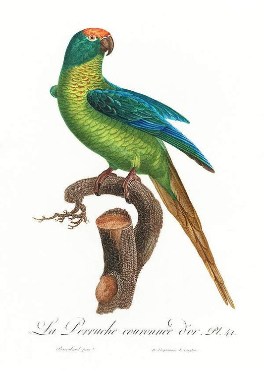 The Peach-Fronted Parakeet by Francois Levaillant (1801-05)