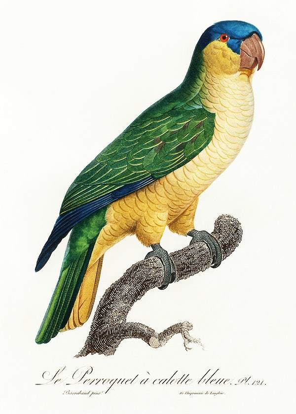 The Black-Lored Parrot by Francois Levaillant (1801-05)