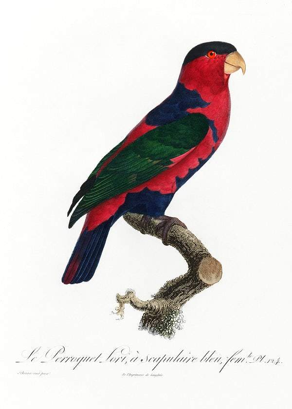 The Black-Capped Lory by Francois Levaillant (1801-05)