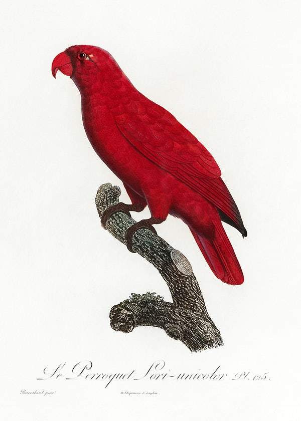 The Cardinal Lory by Francois Levaillant (1801-05)