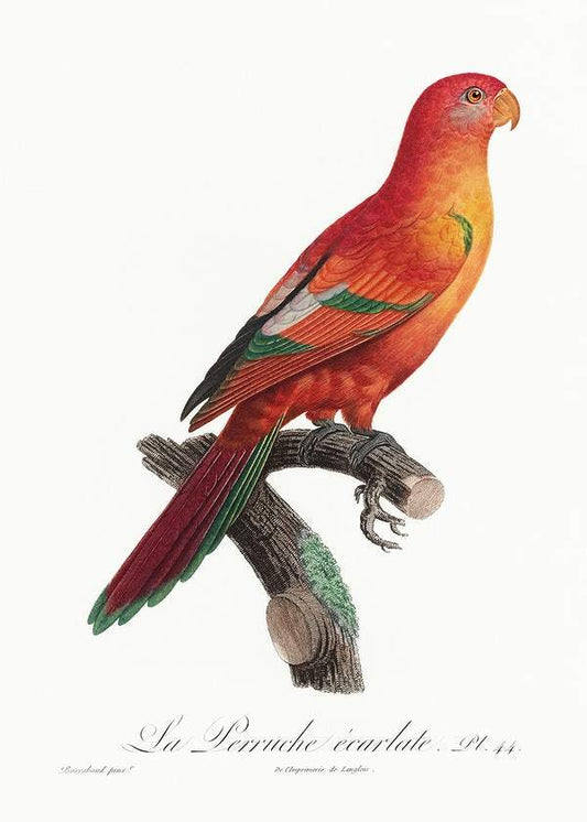 The Crimson Shining Parrot by Francois Levaillant (1801-05)