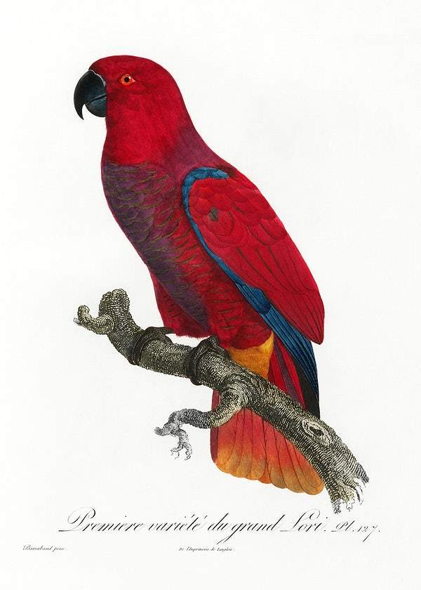 The Eclectus Parrot by Francois Levaillant (1801-05)