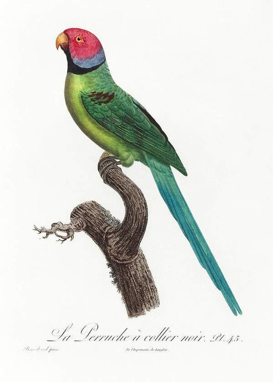 The Rose-Ringed Parakeet by Francois Levaillant (1801-05)