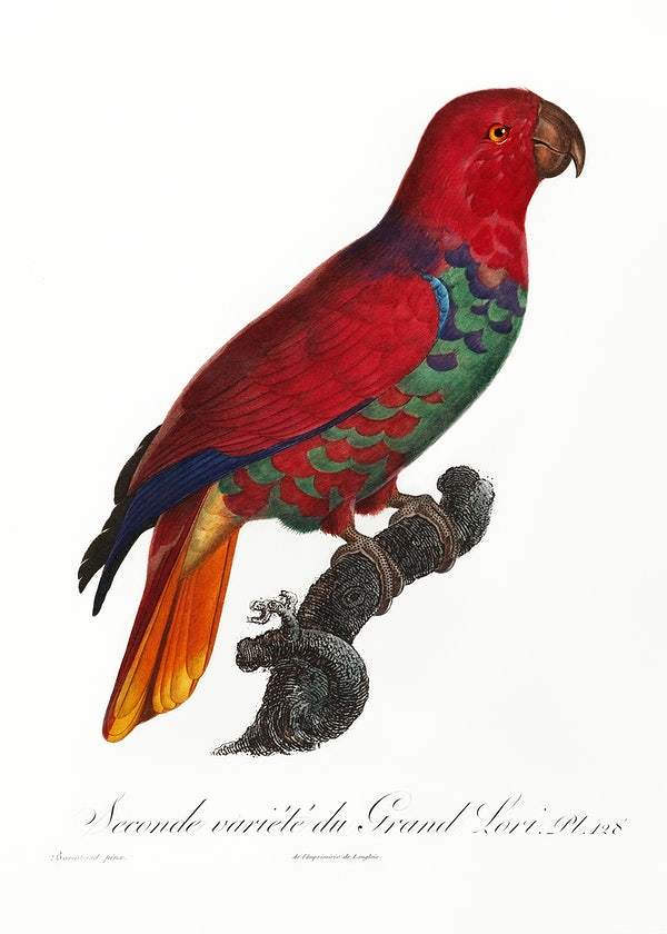 The Eclectus Parrot by Francois Levaillant (1801-05)