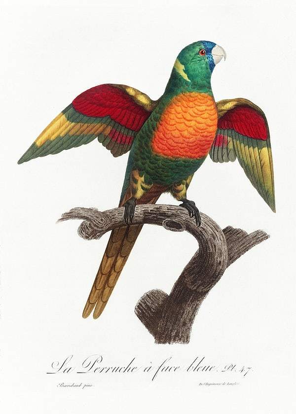 The Blue-Headed Parrot by Francois Levaillant (1801-05)