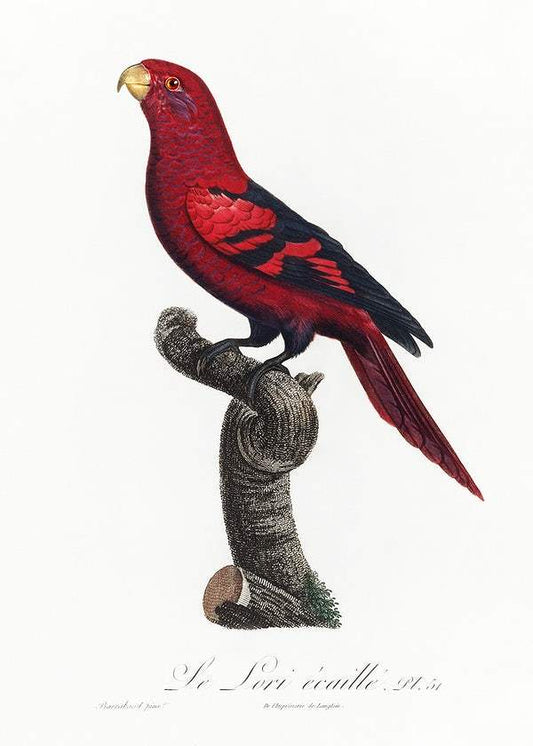 The Violet-Necked Lory by Francois Levaillant (1801-05)