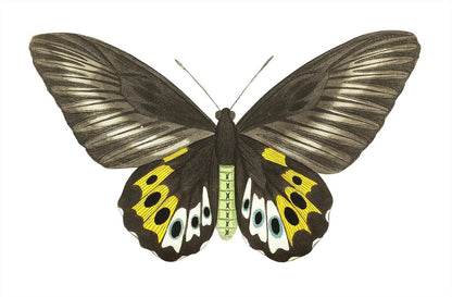 A digital reproduction of a painting depicting a green birdwing butterfly with black, yellow, and white markings on its wings.