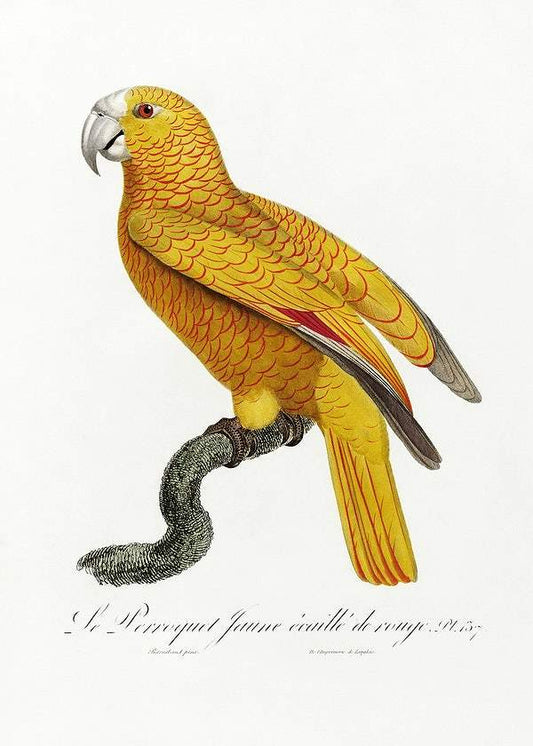 The Parrot of Paradise of Cuba by Francois Levaillant (1801-05)