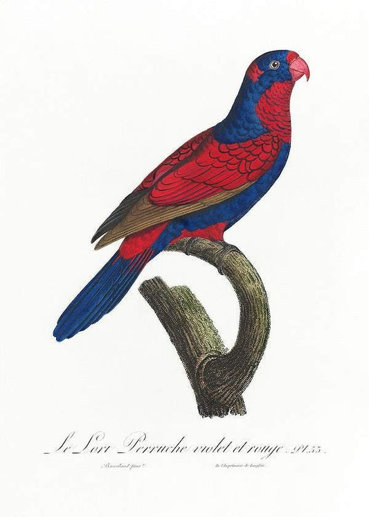 The red-and-blue lory by Francois Levaillant (1801-05)