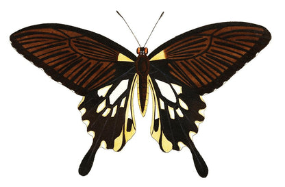 A detailed print of a black butterfly with tailed wings, featuring realistic shading and coloration.