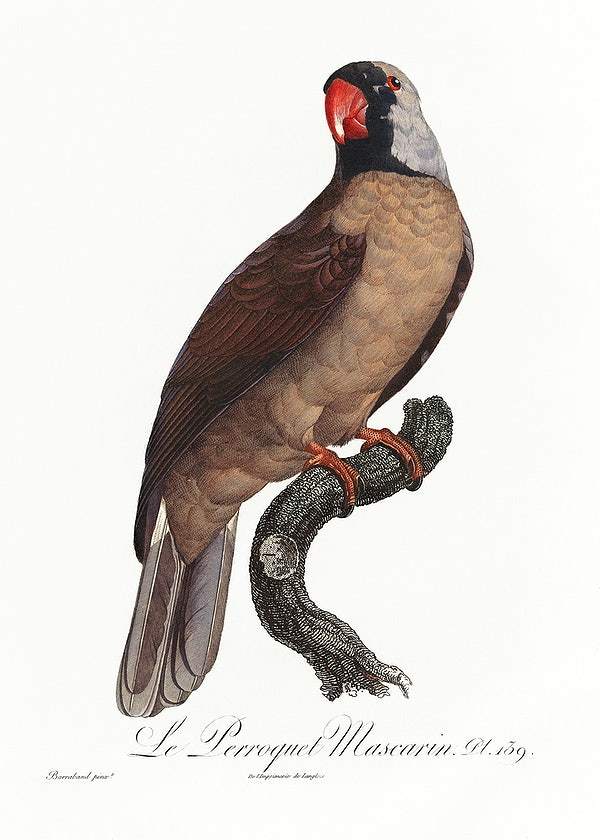 Mascarine Parrot by Francois Levaillant (1801-05)