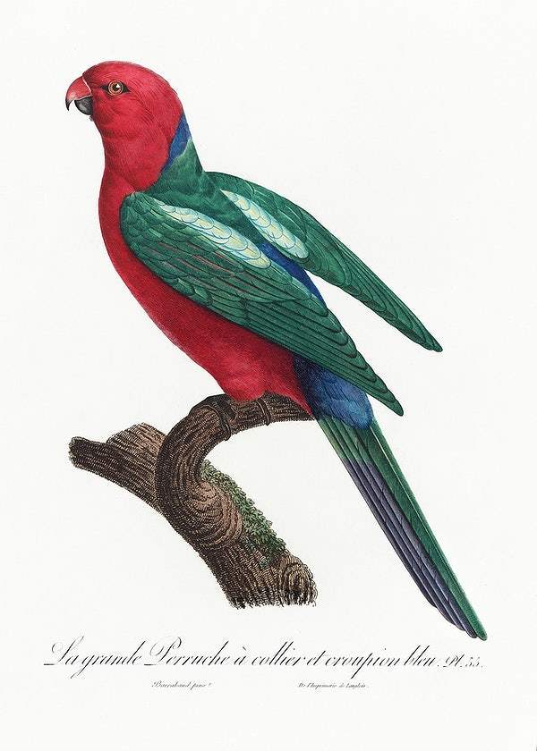 The Australian king parrot Lory by Francois Levaillant (1801-05)