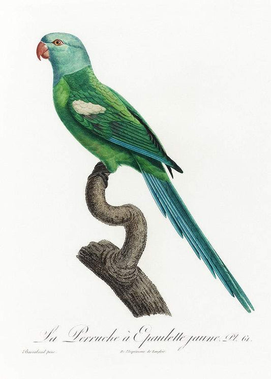 The Yellow-Shouldered Amazon by Francois Levaillant (1801-05)