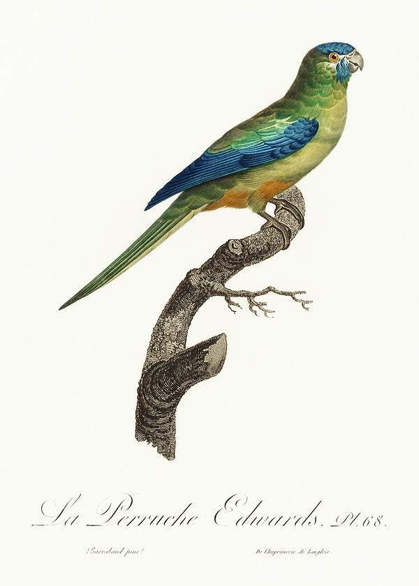 Turcosine Ground Parakeet by Francois Levaillant (1801-05)