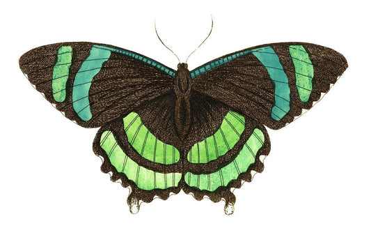 Green-banded tailed butterfly by George Shaw (1751-1813)