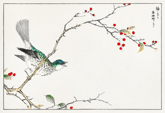 rown-eared Bulbul and Dioecious Holly illustration from Pictorial Monograph of Birds (1885) by Numata Kashu