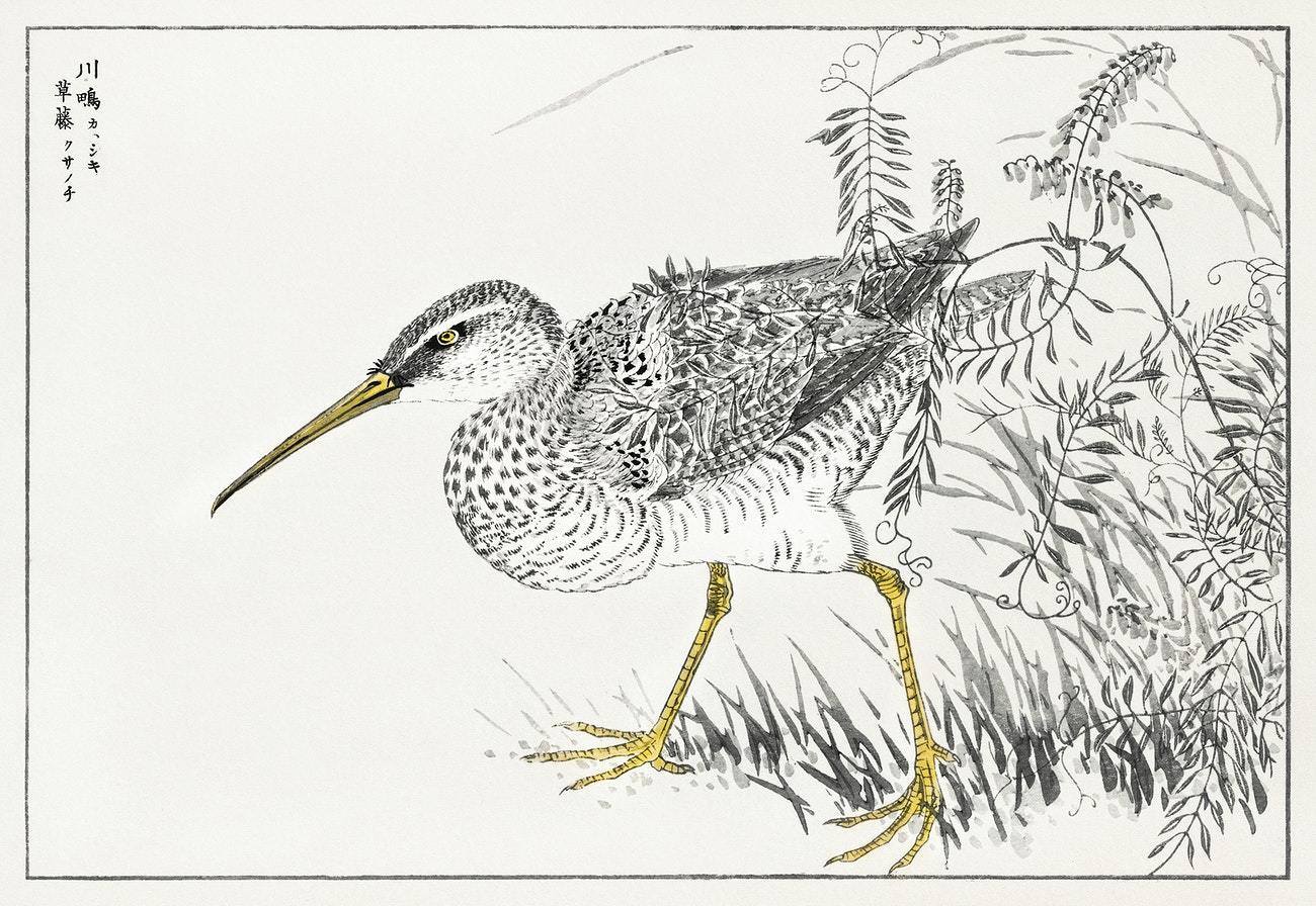 Eastern Whimbrel and Wisteria Vine by Numata Kashu