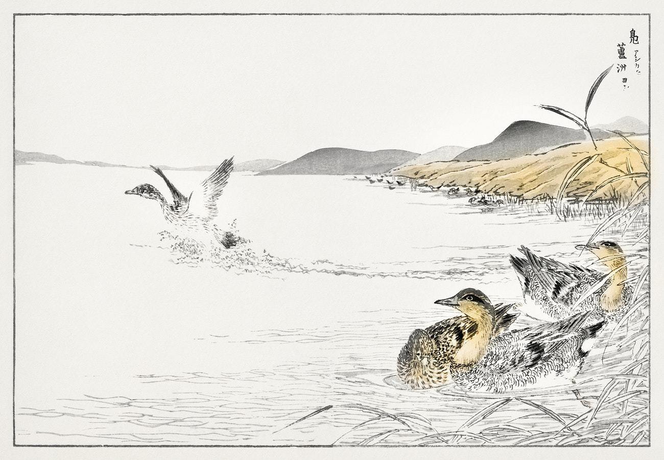 Falcated Teal and Reed illustration from Pictorial Monograph of Birds (1885) by Numata Kashu