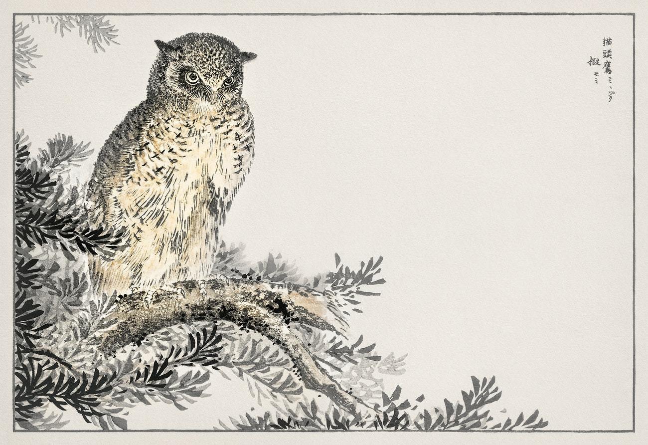 Japanese Scops Owl and Fir illustration from Pictorial Monograph of Birds (1885) by Numata Kashu