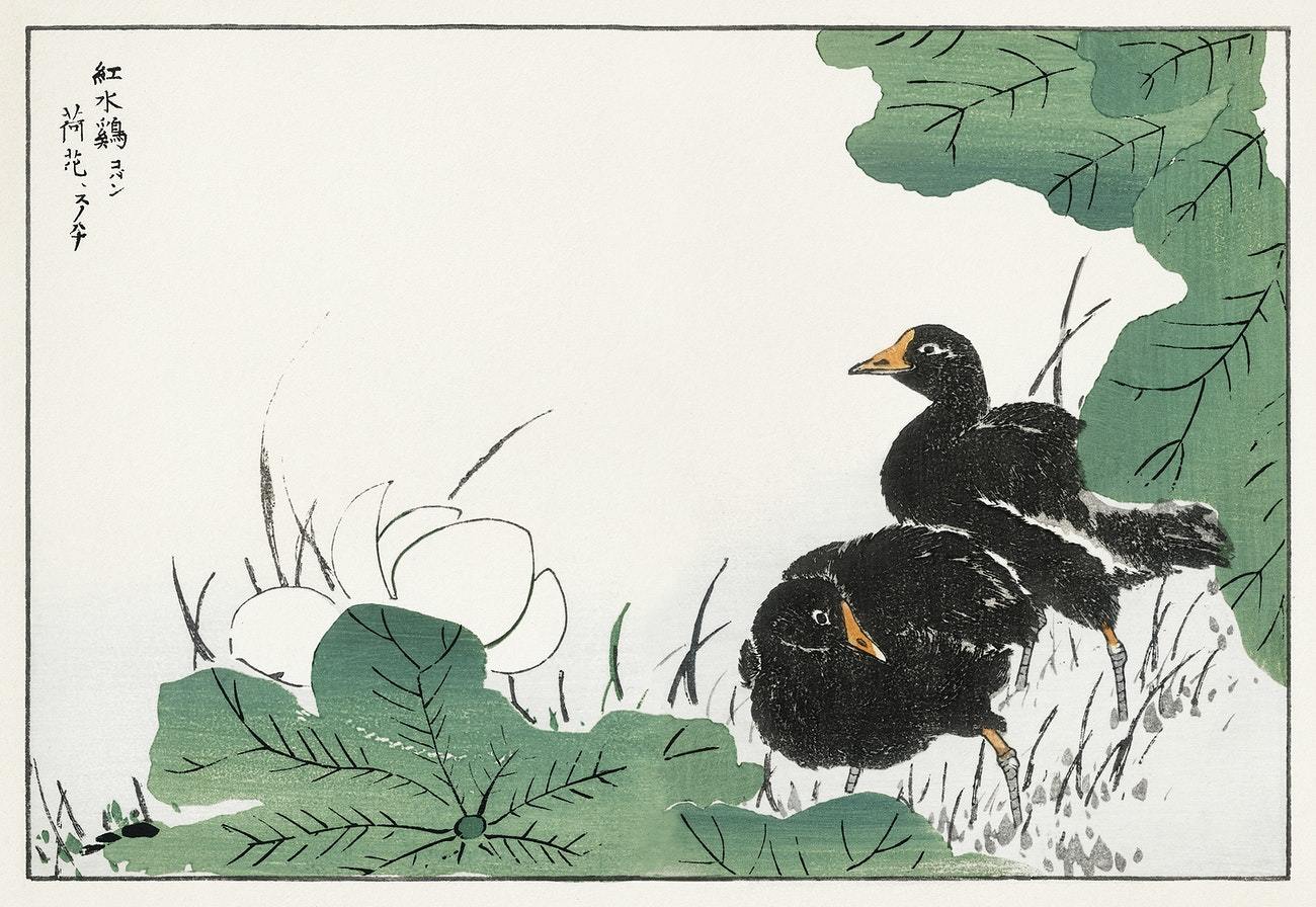 Coot and Lotus illustration from Pictorial Monograph of Birds (1885) by Numata Kashu