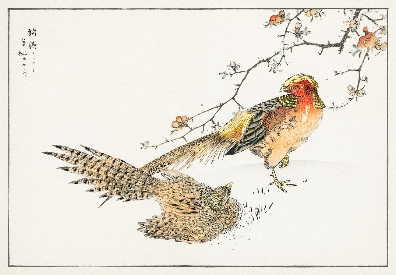 Golden Pheasant and Flower of Japanese Quince illustration from Pictorial Monograph of Birds (1885) by Numata Kashu