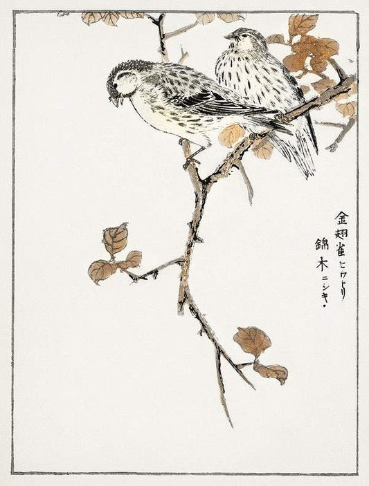 Siskin and Euonymus Alata (1885) by Numata Kashu