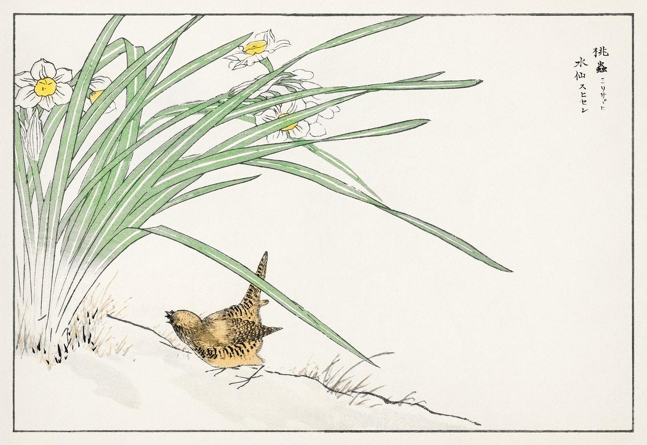 Japanese Wren and Daffodil illustration from Pictorial Monograph of Birds (1885) by Numata Kashu