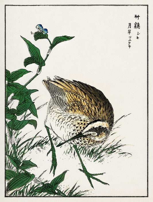 Greenshank and Bupleurum Sachalinense (1885) by Numata Kashu