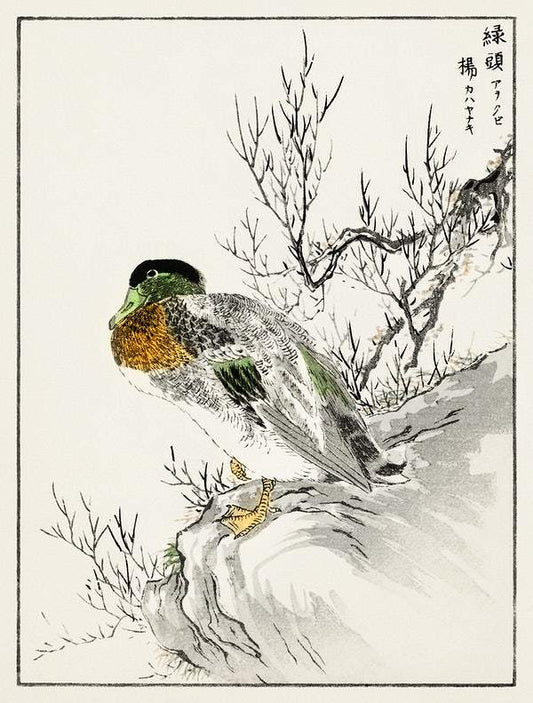 Mallard Duck (1885) by Numata Kashu