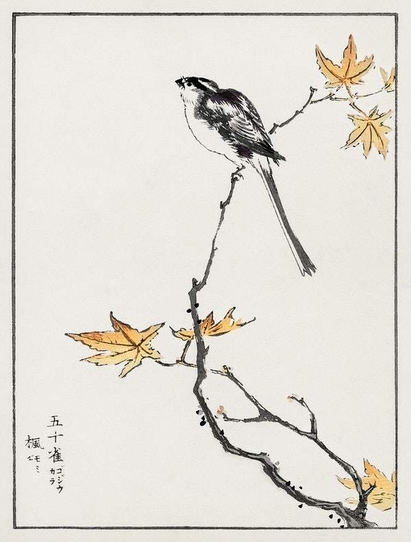 Japanese Long-tailed Tit (1885) by Numata Kashu