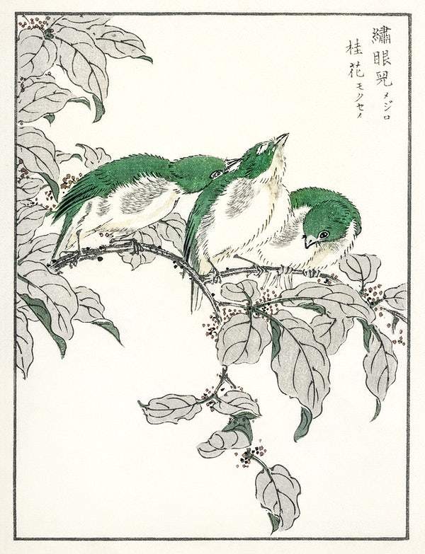 Japanese White-eye and Osmanthus Fragrans (1885) by Numata Kashu