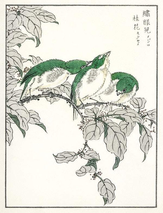 Japanese White-eye and Osmanthus Fragrans (1885) by Numata Kashu