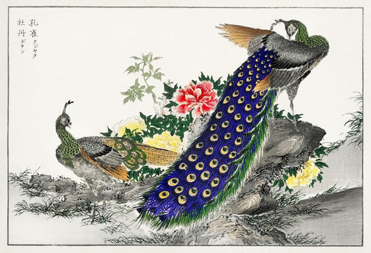 Peacock and Peony illustration (1885) by Numata Kashu