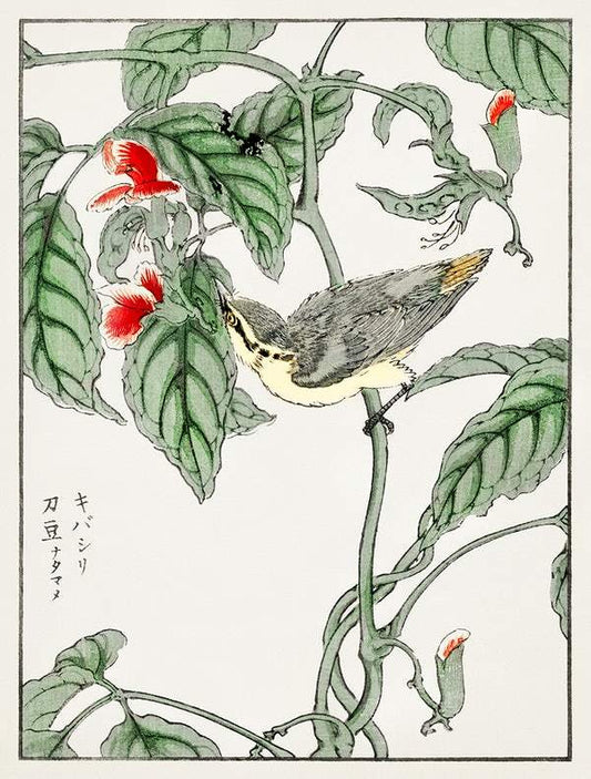 Japanese Tree-creeper (1885) by Numata Kashu