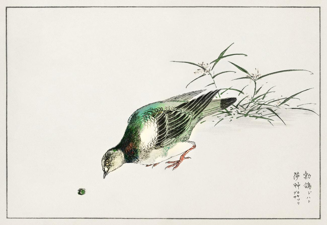 Eastern Turtle Dove and Miscanthus illustration from Pictorial Monograph of Birds (1885) by Numata Kashu