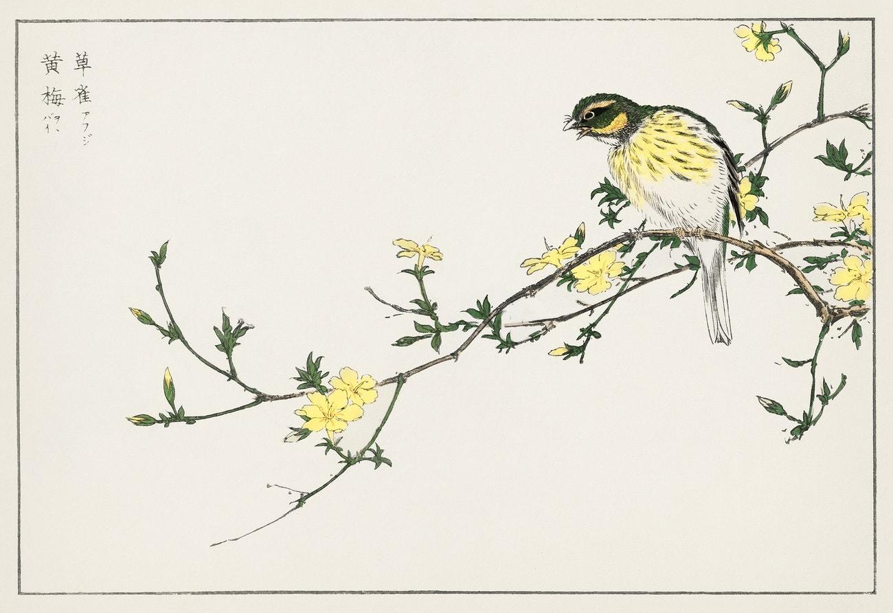 Japanese Bunting and Plum Tree illustration from Pictorial Monograph of Birds (1885) by Numata Kashu