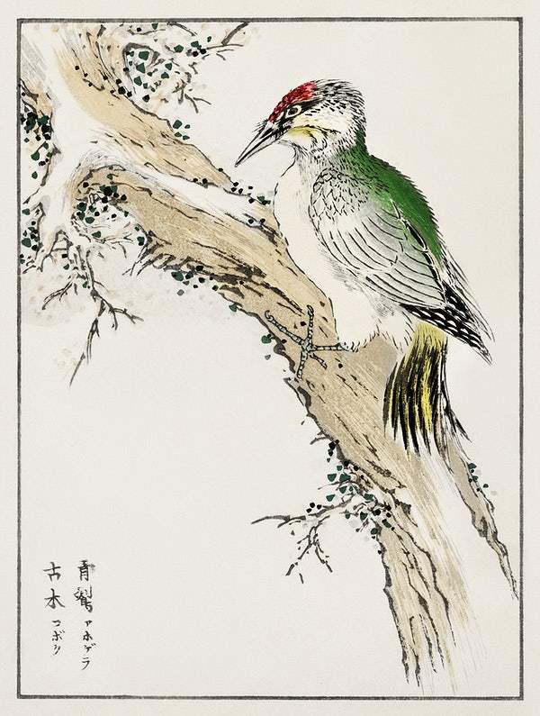 Japanese Green Woodpecker (1885) by Numata Kashu