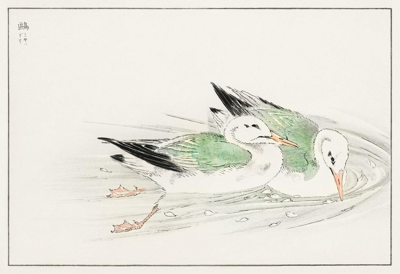 Gull illustration from Pictorial Monograph of Birds (1885) by Numata Kashu