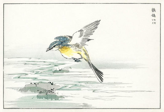 Eastern Grey Wagtail illustration from Pictorial Monograph of Birds (1885) by Numata Kashu