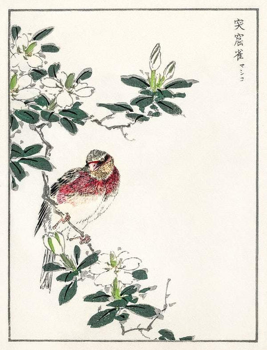 Japanese Long-tailed Rosefinch (1885) by Numata Kashu