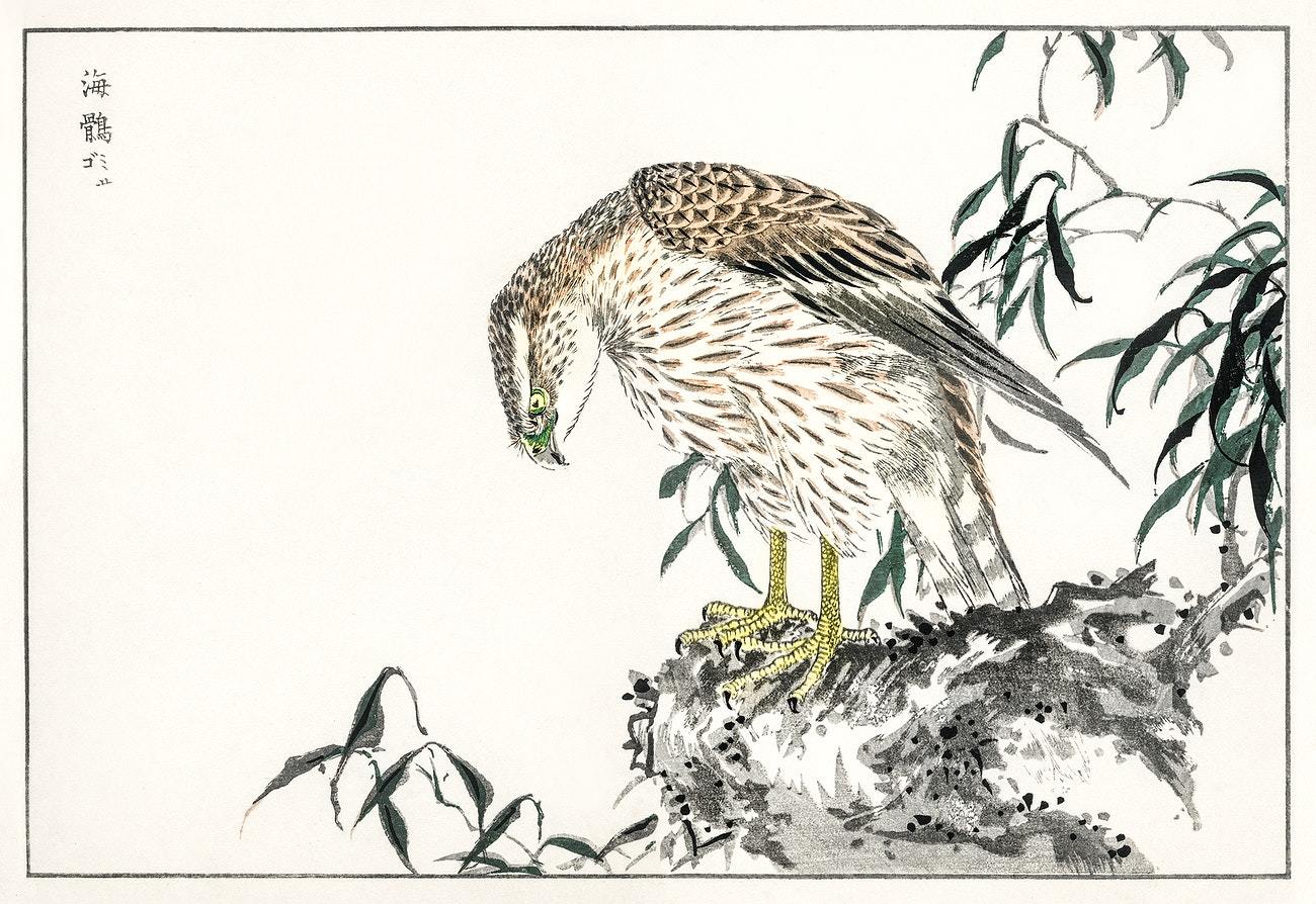 Osprey illustration from Pictorial Monograph of Birds (1885) by Numata Kashu