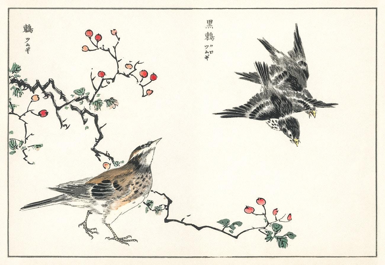 Dosky Thrush and Japanese Grey Thrush illustration from Pictorial Monograph of Birds (1885) by Numata Kashu