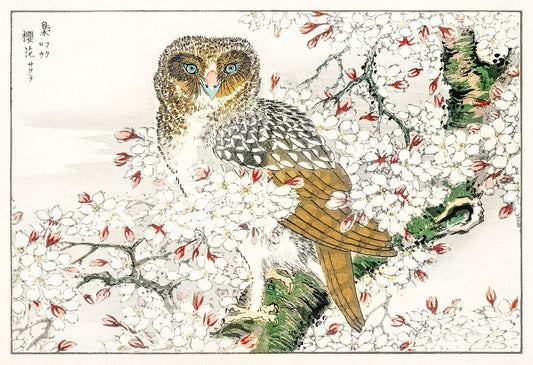 Short-eared Owl and Cherry Flower illustration from Pictorial Monograph of Birds (1885) by Numata Kashu