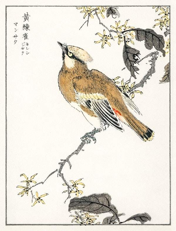 Eastern Waxwing (1885) by Numata Kashu