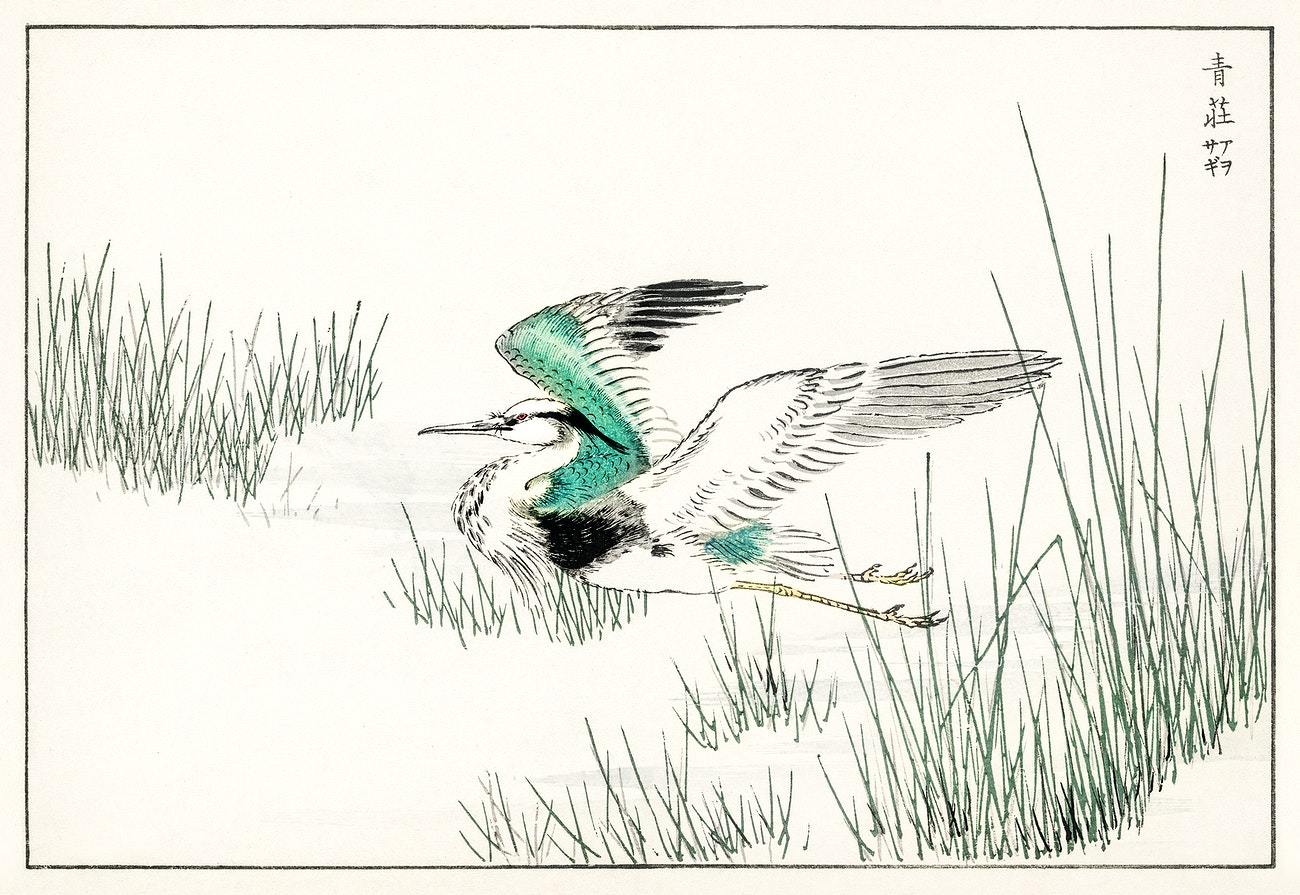 Eastern Grey Heron illustration from Pictorial Monograph of Birds (1885) by Numata Kashu