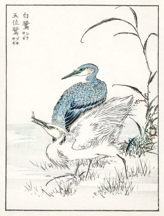 Night Heron and Little Egret (1885) by Numata Kashu